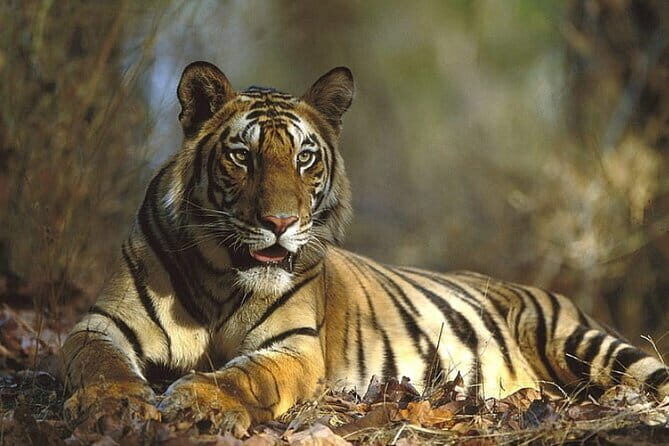 Ranthambore Day Trip from Jaipur with Tiger Safari - The Journey from Jaipur: Comfort and Convenience