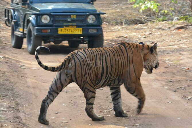 Ranthambore Day Trip from Jaipur with Tiger Safari - Arriving at Ranthambore National Park
