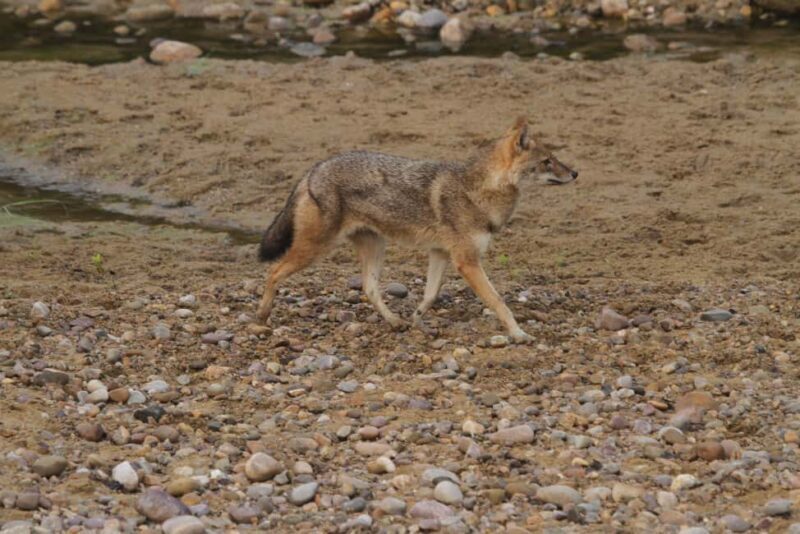 Ranthambore: Evening Wildlife Safari with local Guide - Who Should Consider This Tour