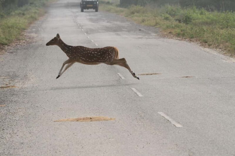 Ranthambore: Evening Wildlife Safari with local Guide - The Sum Up