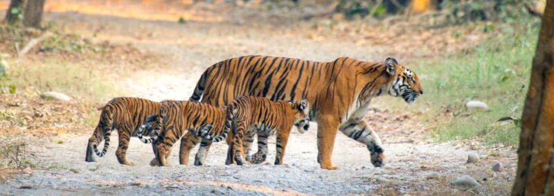 Ranthambore: Evening Wildlife Safari with local Guide - FAQ