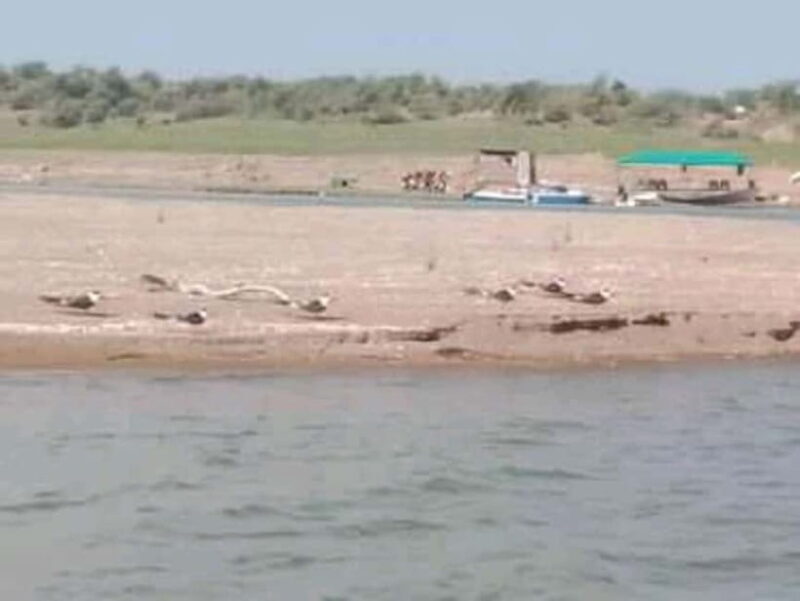 Ranthambore Gharial Sanctuary and Chambal Safari by boats. - An In-Depth Look at the Experience