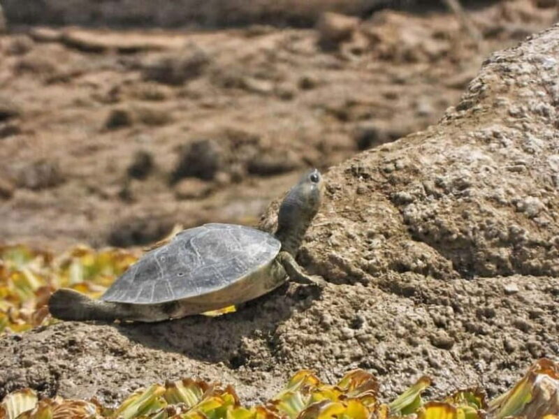 Ranthambore Gharial Sanctuary and Chambal Safari by boats. - FAQ