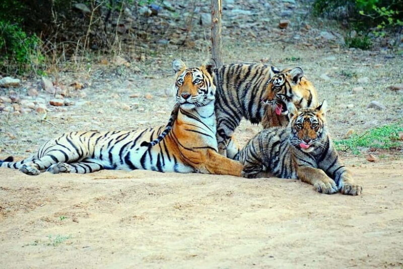 Ranthambore National Park: Jeep or Canter Safari - Key Points