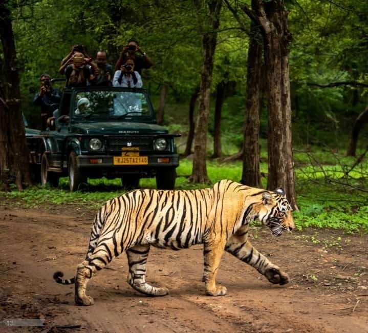 Ranthambore National Park: Jeep or Canter Safari - Frequently Asked Questions
