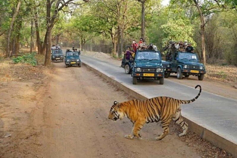 Ranthambore National Park: Jeep Safari from Sawai Madhopur - The Safari Itself: What You’ll See and Experience
