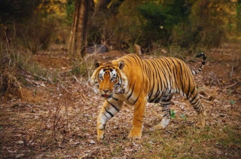 Ranthambore National Park: Jeep Safari from Sawai Madhopur - Who Should Consider This Tour?