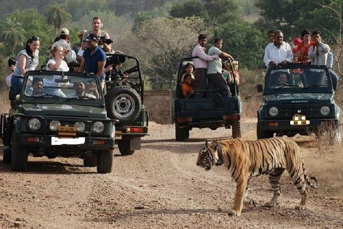 Ranthambore National Park one day safari From Jaipur - Who Should Take This Tour?