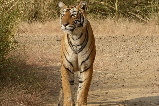 Ranthambore national park Safari Booking Jeep & Canter Tours - What Previous Travelers Say