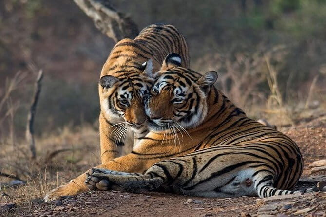 Ranthambore national park Safari Booking Jeep & Canter Tours - Who Would Enjoy This Safari?