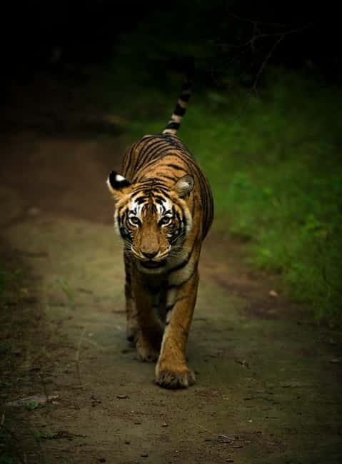 Ranthambore National Park: Safari Ticket with Pickup Option - An In-Depth Look at Ranthambore Safari Experience