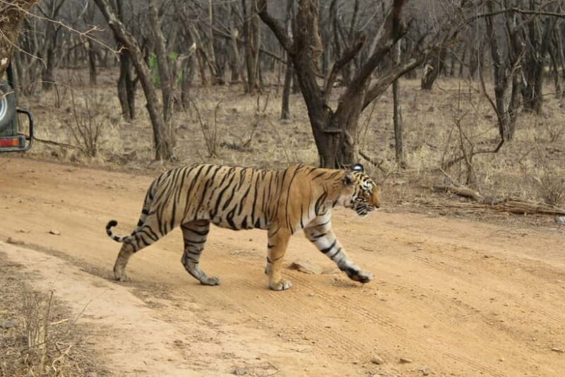 Ranthambore National Park: Safari Ticket with Pickup Option - Final Thoughts