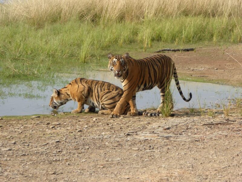 Ranthambore National Park - Key Points