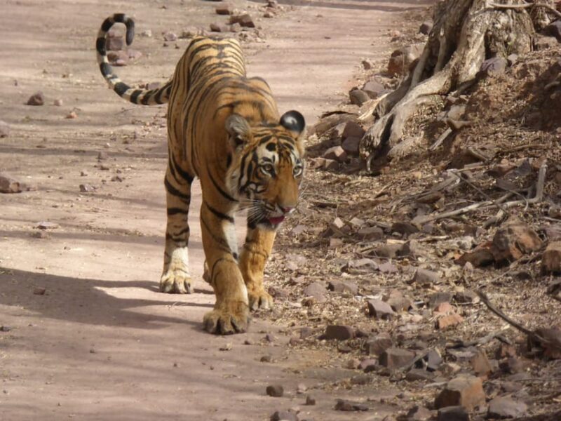 Ranthambore National Park - The Experience from a Reviewers Perspective