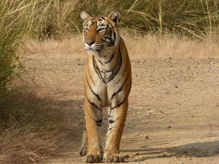 Ranthambore National Park - Who Will Love This Experience?