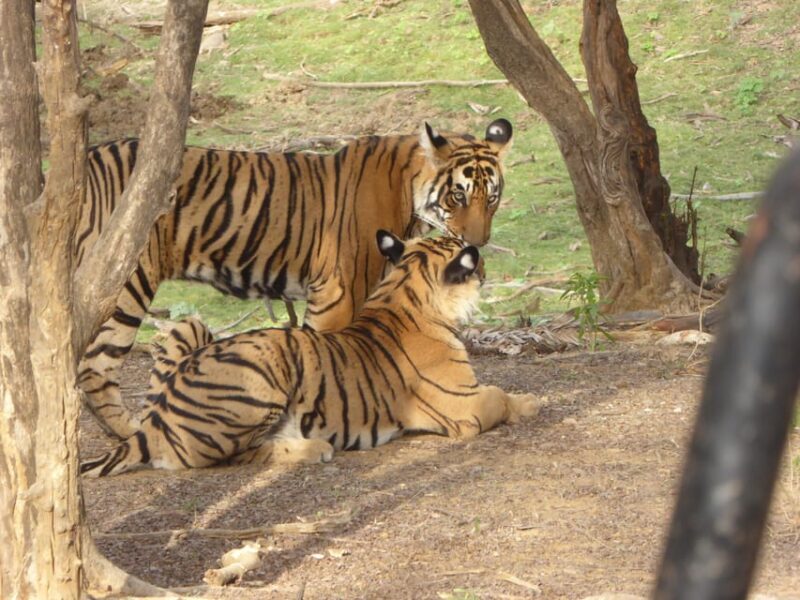 Ranthambore National Park - Final Thoughts