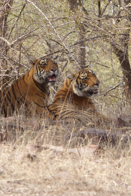 Ranthambore National Park - FAQ