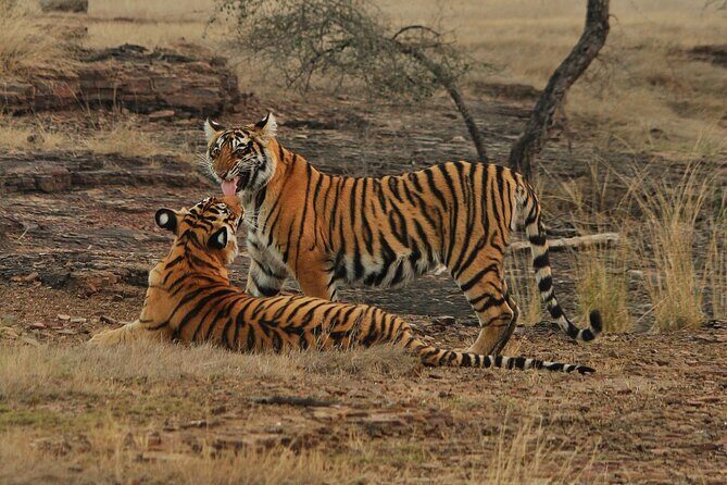 Ranthambore Safari Booking - Ranthambore Safari Booking: An In-Depth Look at Exploring Indias Famous National Park