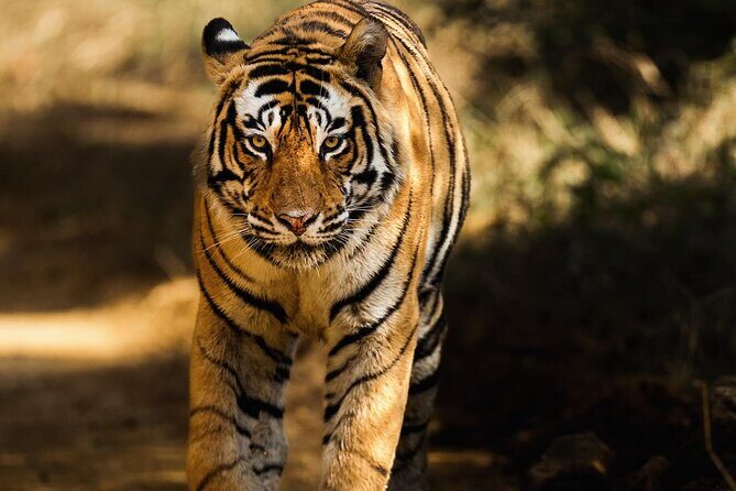 Ranthambore Safari Booking - What You Can Expect on the Tour