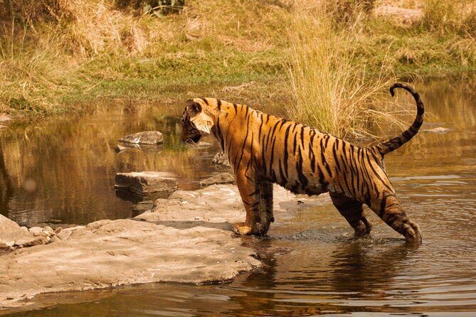Ranthambore Safari Booking - Who Should Consider This Safari?