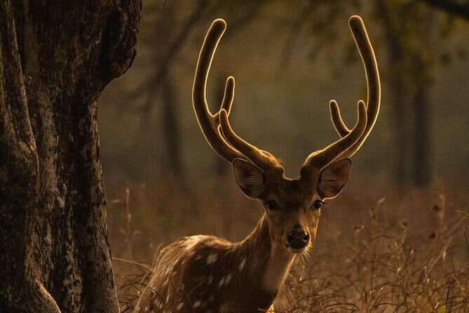 Ranthambore Safari Booking - Final Thoughts
