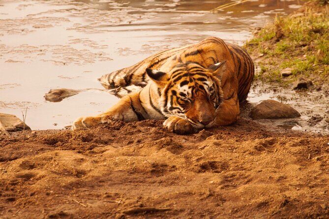 Ranthambore Safari Booking - FAQs