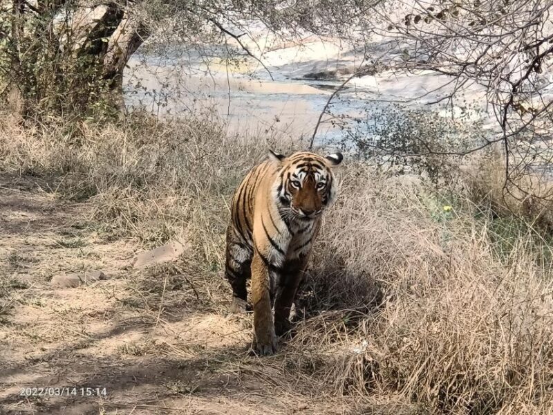 Ranthambore safari by Canter (20 seater) 24 hrs advance - Key Points