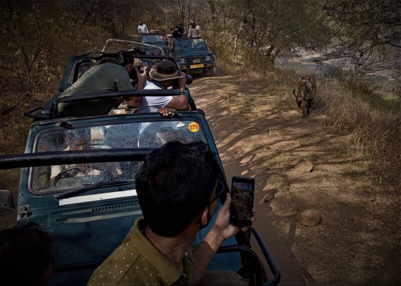 Ranthambore safari by Canter (20 seater) 24 hrs advance - An Introduction to the Canter Safari Experience
