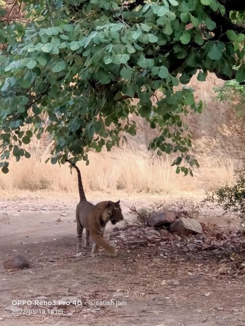 Ranthambore safari by Canter (20 seater) 24 hrs advance - The Value of This Safari Experience