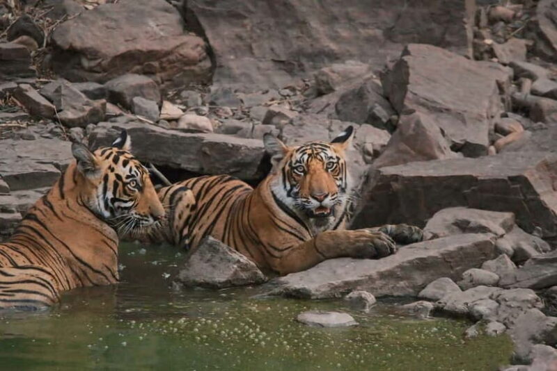 Ranthambore: Skip-the-Line Tiger Safari in Sharing Canter - Introduction: What to Expect from a Ranthambore Canter Safari
