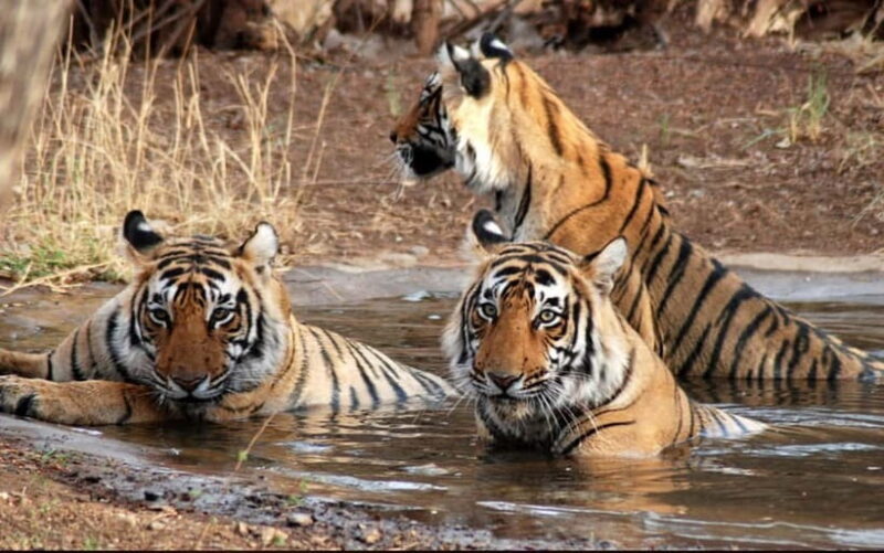 Ranthambore: Skip-the-Line Tiger Safari in Sharing Canter - Wildlife and Scenic Highlights