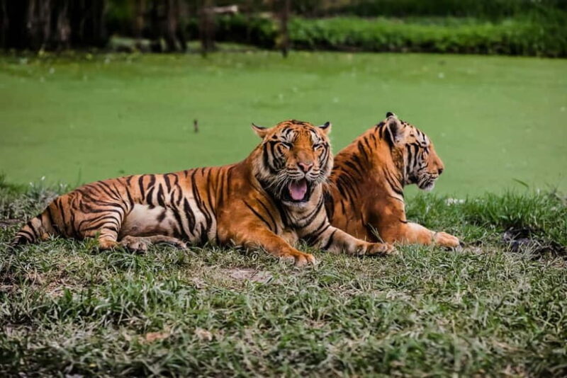Ranthambore: Skip-the-Line Tiger Safari in Sharing Canter - The Value of This Safari Experience