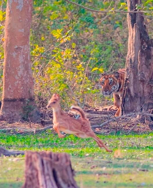 Ranthambore: Skip-the-Line Tiger Safari in Sharing Canter - Practical Tips for Your Safari