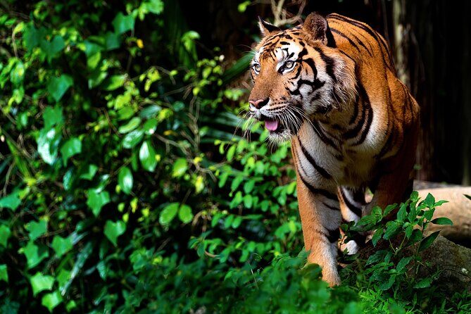 Ranthambore tiger reserve Assistance for Cantar Safari Tickets - An In-Depth Look at the Safari Experience