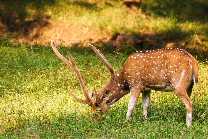 Ranthambore tiger reserve Assistance for Cantar Safari Tickets - The Sum Up
