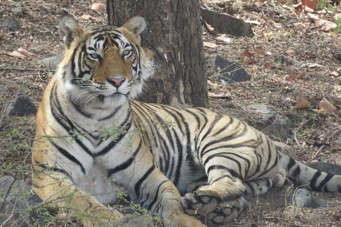Ranthambore Tiger Reserve Private Gypsy Safari All inclusive - Who Is This Tour Best For?