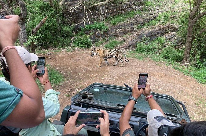 Ranthambore Tiger Reserve Private Gypsy Safari All inclusive - The Sum Up: Is It Worth It?