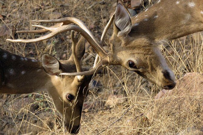 Ranthambore Tiger Reserve Private Gypsy Safari All inclusive - FAQ