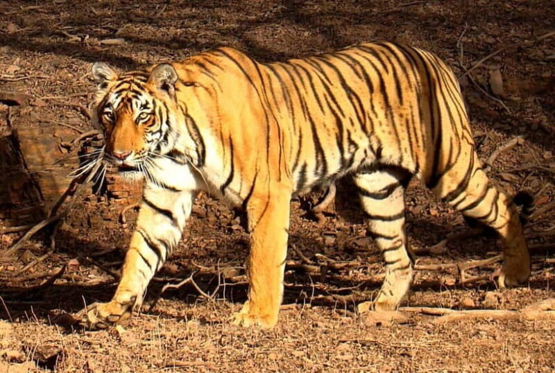 Ranthambore Tiger Safari Day Trip with Fort Tour & Lunch - How This Tour Compares