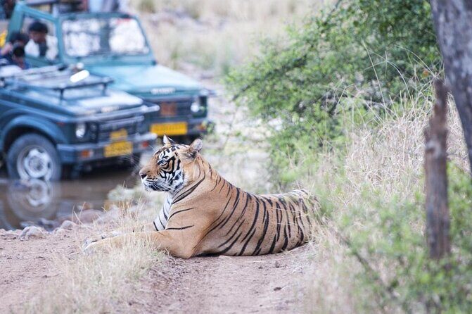 Ranthambore Tiger Safari In Canter 20 Seater All Inclusive visits - Introduction