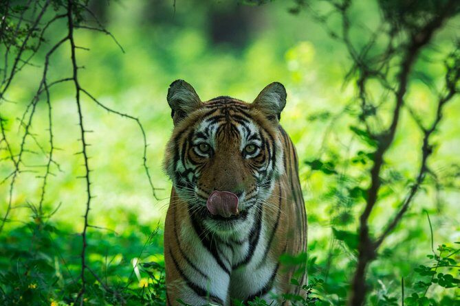 Ranthambore Tiger Safari In Canter 20 Seater All Inclusive visits - Discovering Ranthambore in a 3-Hour Canter Safari