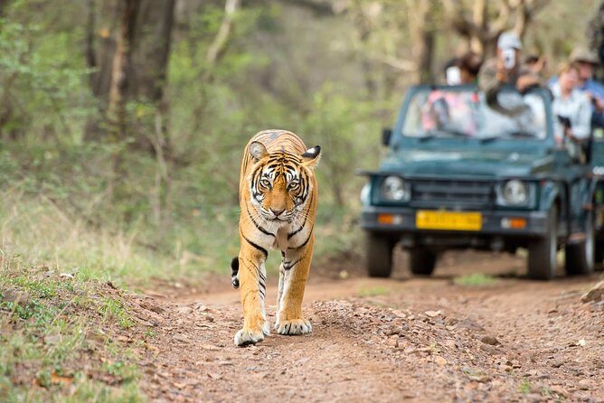 Ranthambore Tiger Safari In Gypsy 6 Seater All Inclusive visits - What the Reviews Say