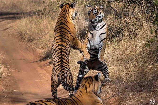 Ranthambore Wildlife Safari Tour From Jaipur Including Transfers - The Safari: Jeep Adventure in the Heart of the Park