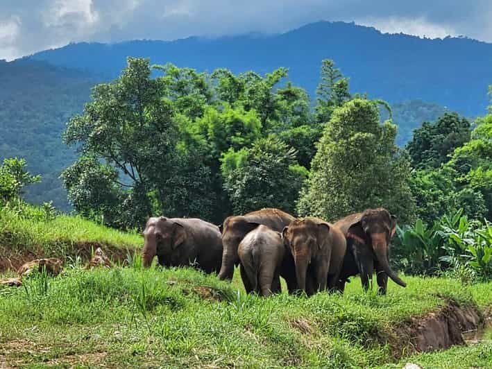 Rantong elephant sanctuary Chiangmai - The Itinerary in Detail