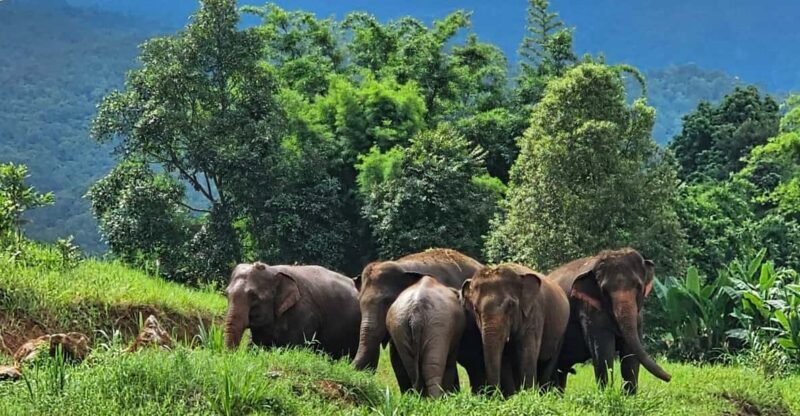 Rantong elephant sanctuary Chiangmai - Is This Tour Worth the Price?