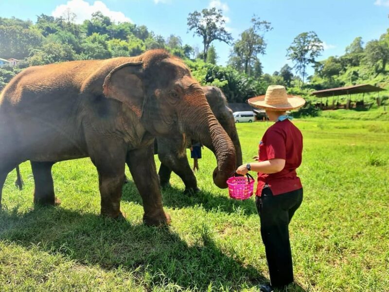Rantong elephant sanctuary Chiangmai - Summary