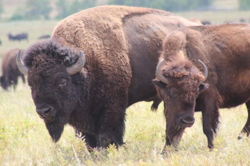 Rapid City: Black Hills Parks, Monuments & Mount Rushmore - FAQ