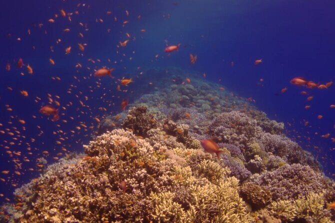 Ras Mohamed Full Day White Island on a yacht Sharm-el-Sheikh - Practical Tips for Booking and Enjoying the Tour