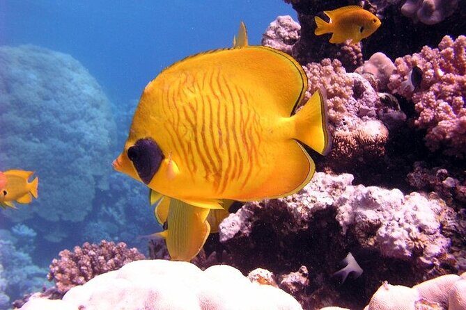 Ras Mohamed National Park by Bus Half Day - Sharm ElSheikh - Who’s This Tour Best For?