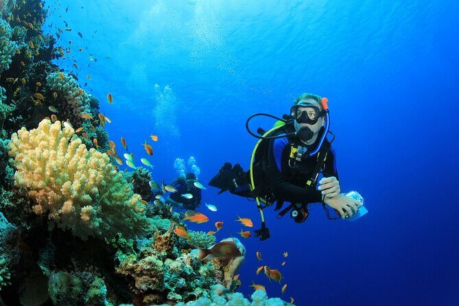 Ras Mohamed & White Island, Snorkeling & Diving - Sharm el sheikh - Key Points